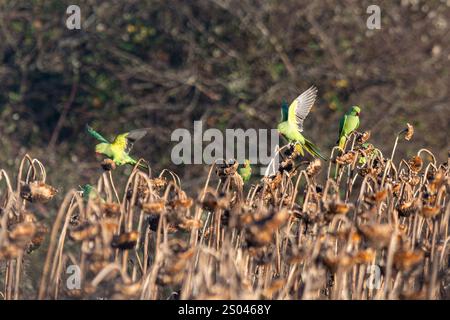 Parco con collo ad anello (Psittacula krameri), diversi uccelli che si nutrono durante l'inverno di semi di girasole in un campo di girasoli, Surrey, Inghilterra, Regno Unito Foto Stock