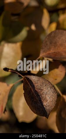 Foglie di pere colpite da malattia fungina Foto Stock