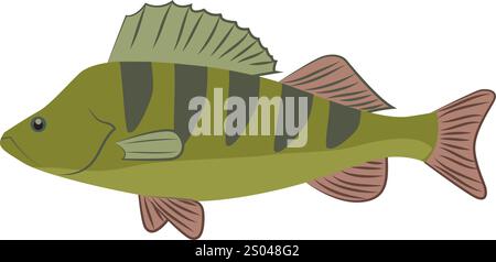 Illustrazione del pesce persico in stile piatto. Pesce persico colorato isolato su sfondo bianco. Illustrazione vettoriale Illustrazione Vettoriale