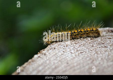 tenda gialla e nera caterpillar che strisciano su un ceppo d'albero Foto Stock