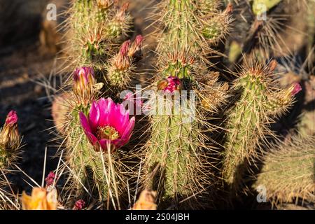 Uno splendido primo piano di un fiorente fiore di cactus di Hedgehog, che mostra i suoi ricchi petali rosa e il vivace centro. I dettagli intricati della st Foto Stock