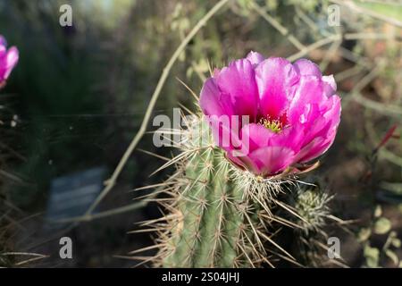 Fiore di cactus riccio rosa in primo piano, fioritura di Echinocereus con centro verde e steli spinosi, fiore selvatico del deserto Foto Stock