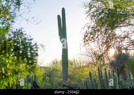 Una stupenda torre di cactus Saguaro nel deserto di Sonora dell'Arizona, bagnata dalla luce soffusa del sole che tramonta. Circondato da un paesaggio desertico di smalle Foto Stock