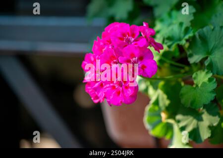 Fiori di geranio rosa che fioriscono nel giardino, mostrando delicati petali e colori vivaci Foto Stock