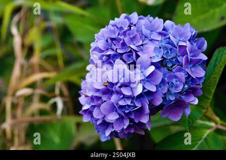 Splendida Ortensia viola in fiore Foto Stock