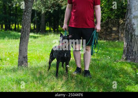 Canile per animali. un rifugio per cani. Cani senzatetto in gabbie. recinzione automatica per animali. Foto di alta qualità Foto Stock