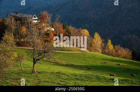 Idilliaco paesaggio autunnale caratterizzato da mucche che pascolano pacificamente in un vibrante prato verde, con un moderno chalet annidato tra alberi colorati e rabbiosi Foto Stock