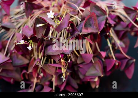 Primo piano di una pianta Oxalis triangularisshamrock foglie piegate a causa di cambiamenti nella pressione del turgore nelle cellule alla base della foglia. È un esempio di fot Foto Stock