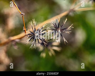 Foto ravvicinata di semi di mendicante o cosmo visti lungo una strada vicino a Yokohama, in Giappone. Foto Stock