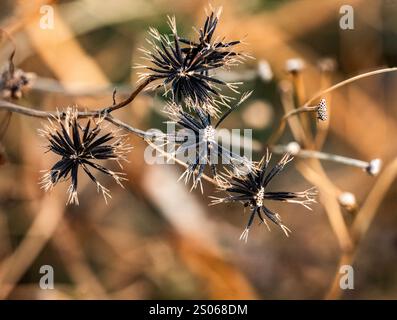 Foto ravvicinata di semi di mendicante o cosmo visti lungo una strada vicino a Yokohama, in Giappone. Foto Stock