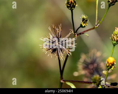 Foto ravvicinata di semi di mendicante o cosmo visti lungo una strada vicino a Yokohama, in Giappone. Foto Stock