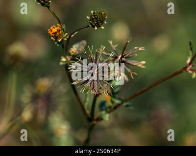 Foto ravvicinata di semi di mendicante o cosmo visti lungo una strada vicino a Yokohama, in Giappone. Foto Stock