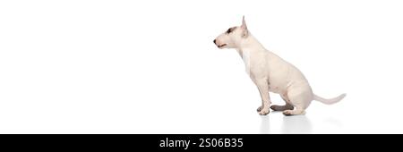 Banner. Vigna laterale del simpatico Bullterrier inglese purosangue seduto a guardare la distanza sullo sfondo bianco dello studio con spazio negativo per inserire il testo Foto Stock