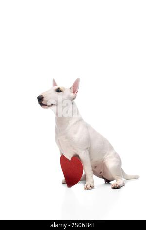 Ritratto di un carino bullterrier inglese di razza pura che si posa seduto con un cartoncino a forma di cuore su sfondo bianco dello studio. Amore. Foto Stock
