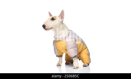 Ritratto del bullterrier inglese in miniatura di razza pura seduto tranquillamente vestito elegante giacca su sfondo bianco studio. Foto Stock