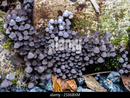 Ammassi di funghi Fairy Inkcap (Coprinellus disseminatus) nella foresta. Espírito Santo, Brasile. Foto Stock