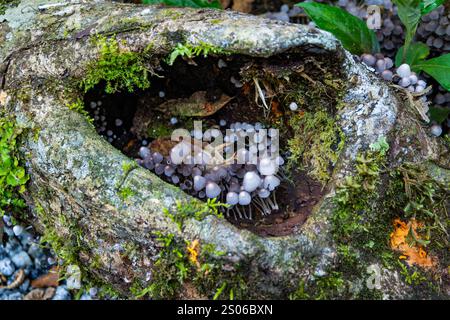 Ammassi di funghi Fairy Inkcap (Coprinellus disseminatus) nella foresta. Espírito Santo, Brasile. Foto Stock