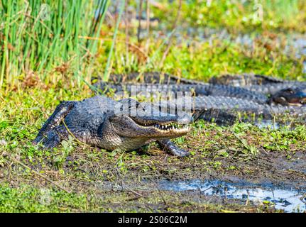 Alligatori americani selvatici (Alligator missippiensis) che si crogiolano al sole sul bordo dell'acqua. Texas, Stati Uniti. Foto Stock