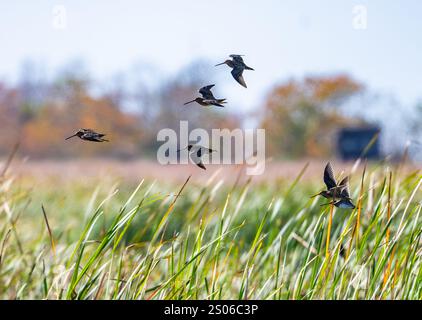 Uno stormo di Wilson's Snipes (Gallinago delicata) che vola su erba alta in una palude. Texas, Stati Uniti. Foto Stock
