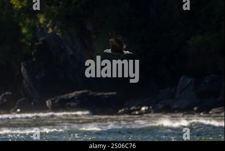 Aquila calva che vola in basso sull'oceano di fronte a scogliere, rocce e vegetazione verde Foto Stock