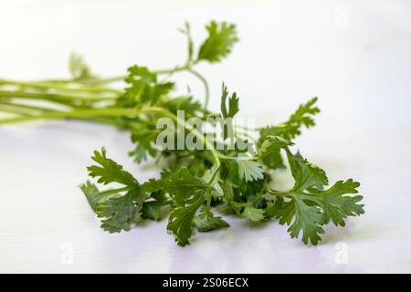 Primo piano di foglie di coriandolo fresche e vivaci. Questa erba aromatica, scientificamente conosciuta come Coriandrum sativum, è comunemente chiamata coriandolo. Foto Stock