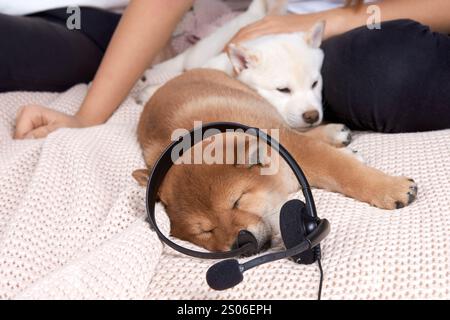 Il piccolo cucciolo shiba inu è sdraiato sul letto con il proprietario a casa con le cuffie nelle orecchie. Il cane aiuta il proprietario a lavorare. Foto Stock