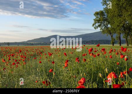 Vista panoramica di un vibrante campo di papavero rosso all'alba con verdi colline e alberi sullo sfondo, sotto un cielo blu limpido e soffice nuvoloso Foto Stock