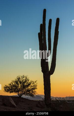 Un cactus alto è caratterizzato da una silhouette che si abbina a un bellissimo tramonto. Il cactus è l'unica pianta della scena, e si erge alto e orgoglioso. Il cielo è un mix di Foto Stock