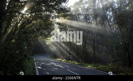 Raggi solari nella nebbia, strada nella foresta nebulizzata, Parco Nazionale Garajonay, la Gomera, Isole Canarie, Spagna, Europa Foto Stock