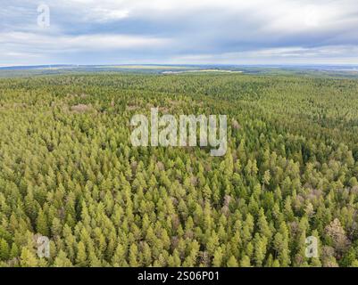 Vista aerea di un'ampia foresta con alberi fitti sotto un cielo nuvoloso, Agenbach, Foresta Nera, Germania, Europa Foto Stock