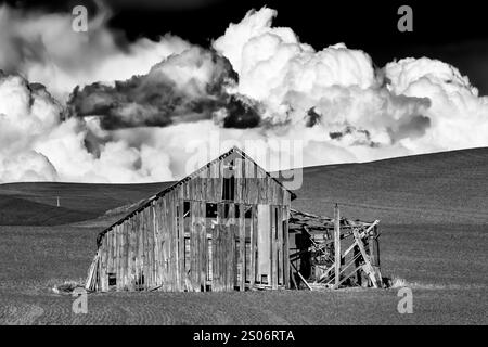 Fienile in legno circondato da campi di grano nella regione di Palouse, Stato di Washington, Stati Uniti [non disponibile; solo licenze editoriali] Foto Stock