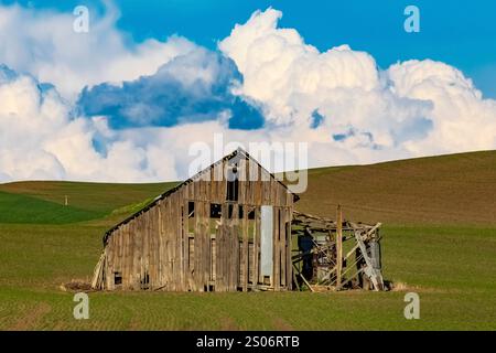 Fienile in legno circondato da campi di grano nella regione di Palouse, Stato di Washington, Stati Uniti [non disponibile; solo licenze editoriali] Foto Stock