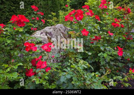 Confine con Rosa rugosa rossa 'robusta' - cespuglio di rose e grande roccia grigia ricoperta di Lichen e Bryophyta verde - muschio nel giardino frontale in estate. Foto Stock