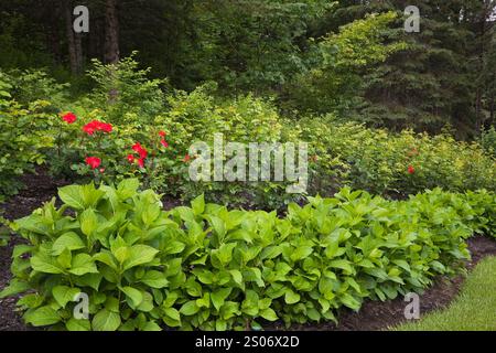 Confine piantato con filari di Hydrangea macrophylla 'Endless Summer' e rosa rossa - cespugli di rosa nel giardino di campagna di fronte al cortile all'inizio dell'estate. Foto Stock