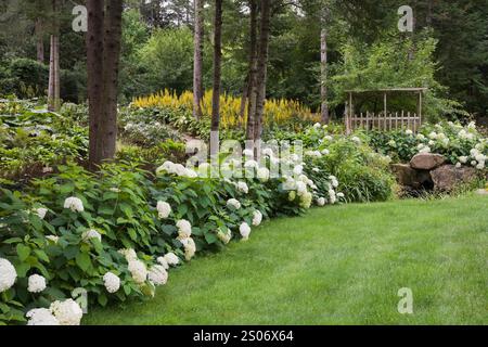In estate, gli arbusti bianchi di Hydrangea arborescens «Annabelle» e i fiori gialli di Ligularia «The Rocket» al confine nel giardino di campagna di fronte al giardino. Foto Stock