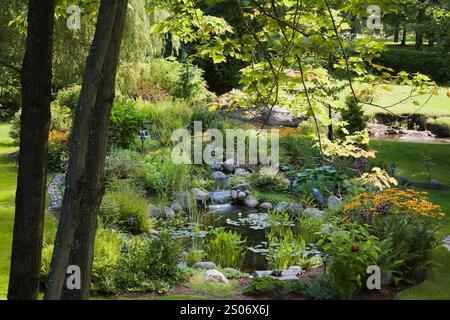 Laghetto con Pondeteria cordata - erba di Pickerel, Nymphaea - ninfea - ninfee, giallo Rudbeckia fulgida 'Goldsturm' - Coneflowers visti attraverso Acer - Acero. Foto Stock