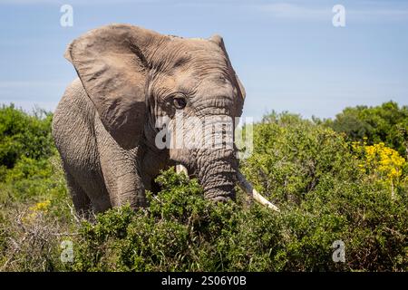Primo piano di un grande elefante toro africano nel Bush del Parco Nazionale di Addo, Sudafrica Foto Stock