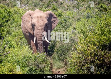 Guarda da vicino il grande elefante toro africano nel Bush del Parco Nazionale di Addo, Sudafrica Foto Stock