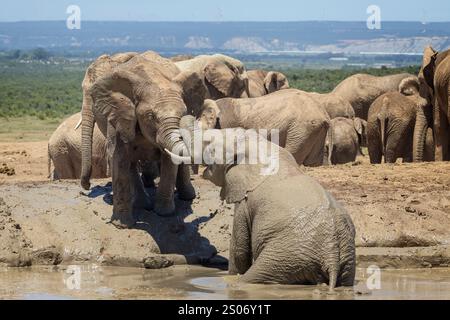 Elefanti africani che si tuffano nella sorgente del Parco Nazionale di Addo, Sud Africa Foto Stock