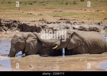 Coppia di elefanti africani che sguazzano nella fossa fangosa dell'Addo Elephant Park, Sudafrica Foto Stock