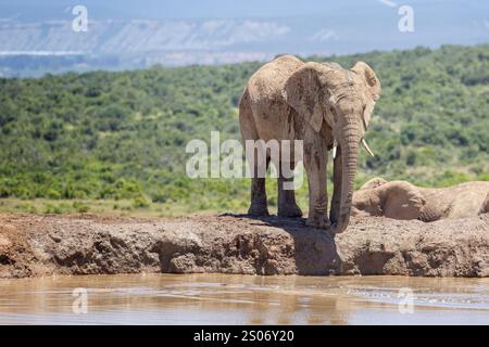Elefante africano maschio sul bordo di una pozza d'acqua con sfondo di cespuglio africano nell'Addo Elephant Park, Sudafrica Foto Stock