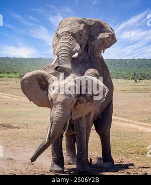Primo piano di un grande elefante toro che si accoppia nel cespuglio al Parco Nazionale di Addo, Sudafrica Foto Stock