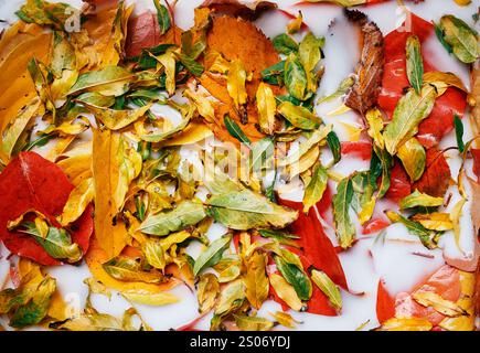 Piccole foglie gialle-verdi giace su foglie gialle e rosse parzialmente immerse in liquidi Foto Stock