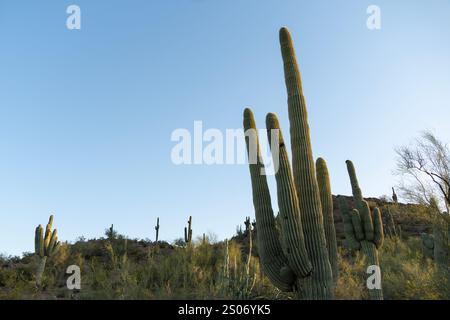 I torreggianti cactus saguaro si ergono alti contro il cielo azzurro del deserto di Sonora in Arizona, con le loro braccia che si estendono verso l'esterno dalla collina del deserto. TH Foto Stock