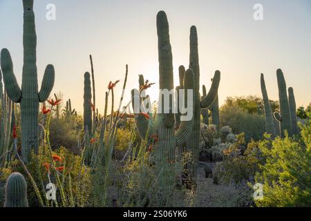 Gli iconici cactus saguaro si ergono alti in mezzo a un paesaggio desertico, con le braccia che raggiungono il cielo. Le vivaci fioriture rosse dei cactus ocotillo sono Foto Stock
