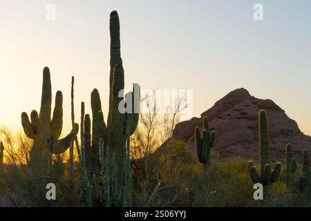 Mentre il sole tramonta dietro la montagna, la sagoma dei torreggianti cactus saguaro si distingue contro le sfumature dorate del cielo dell'Arizona. Il deserto Foto Stock