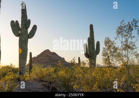 La luce dorata del tramonto bagna gli iconici cactus saguaro che si ergono alti nel deserto dell'Arizona. Mentre il sole tramonta dietro una montagna lontana, il vibrante Foto Stock