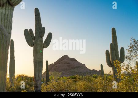 I torreggianti cactus saguaro si ergono alti contro il cielo del deserto dell'Arizona mentre inizia l'ora d'oro. Le loro lunghe braccia si allungano verso il cielo blu limpido, s Foto Stock