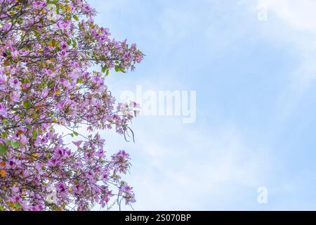 Albero di orchidee in fiore contro un cielo azzurro, vivaci fiori di Bauhinia rosa e viola su un albero fiorito in primavera Foto Stock