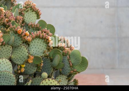 Una vista ravvicinata del cactus di fico d'India che mostra vibranti fiori gialli sullo sfondo del deserto dell'Arizona. Il cactus prospera nella lan secca Foto Stock